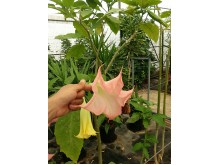 Ντατούρα - Datura sp.
