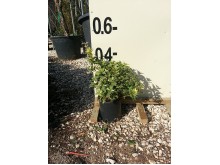 Όσμανθος aurea - Osmanthus heterophyllus tricolor