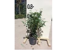 Πασχαλιά - Syringa vulgaris