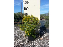Ποϊντσιάνα - Caesalpinia gilliesii (Poinciana gilliesii)