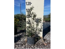 Πουρνάρι - Quercus coccifera