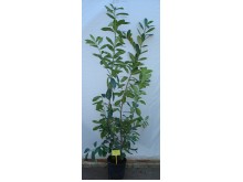 Φωτίνια - Photinia fraseri red robin