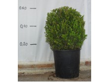 Πυξάρι (Μπούξους) - Buxus rotundifolia
