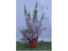 Ρείκι - Erica sp.