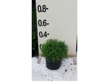 Σίτισος racemosus - Cytisus racemosus