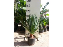 Δράκαινα πράσινη - Cordyline australis