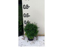 Σολάνο - Solanum sp.