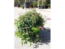 Σπειραία - Spiraea japonica