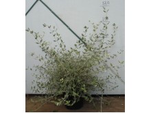 Τεύκριο - Teucrium fruticans