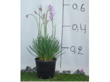 Τουλμπάχια - Tulbaghia violacea