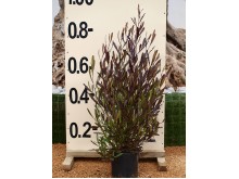 Αγγελική μικρόφυλλη - Pittosporum heterophyllum