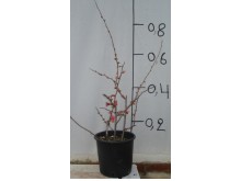 Τσιντόνια - Chaenomeles japonica speciosa
