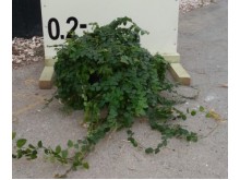 Φίκος έρπων - Ficus pumila repens