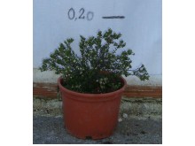 Φυλλίκα ερικόειδες - Phyllica ericoides