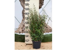 Αγγελική - Pittosporum tobira