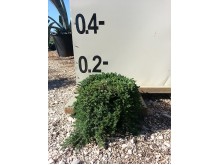 Φρανκένια - Frankenia sp.
