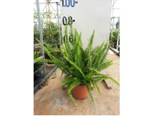 Φτέρη - Nephrolepis sp.
