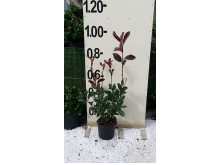 Φωτίνια - Photinia fraseri red robin