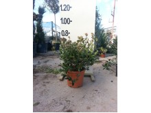 Φωτίνια νάνα - Photinia fraseri red robin nana