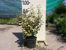 Αγγελική - Pittosporum tobira