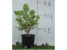 Αγγελική πανασέ - Pittosporum tobira variegata