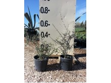 Αγριελιά - Olea europaea var. sylvestris