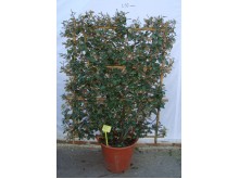 Ελαίαγνος aurea - Elaeagnus aurea