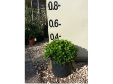 Βεστρίγγια - Westringia fruticosa