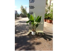 Ασπιντίστρα - Aspidistra sp.