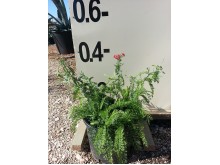 Αχίλλεια - Achillea sp.