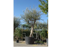 Προύνος pissardii - Prunus cerasifera nigra