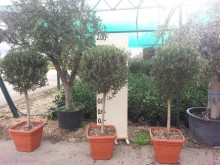 Ίλεξ aurea - Ilex argentea marginata