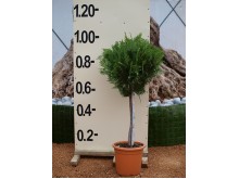 Κυπαρίσσι leylandii - Cupressocyparis leylandii