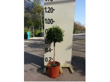 Μπούξους (Πυξάρι) - Buxus sempervirens