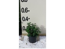 Εσκαλλόνια macrantha - Escallonia macrantha