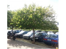 Προύνος pissardii - Prunus cerasifera nigra