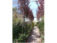 Προύνος pissardii - Prunus cerasifera nigra