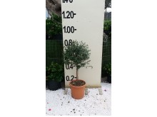 Ίλεξ aurea - Ilex argentea marginata