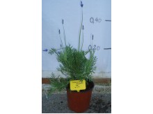 Λεβάντα - Lavandula angustifolia