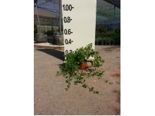 Νεπέτα - Nepeta sp.