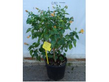 Ιβίσκος συριακός - Hibiscus syriacus