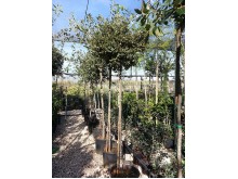 Αριά - Quercus ilex