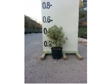 Αγγελική νάνα - Pittosporum tobira nanum