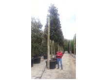 Μανώλια - Magnolia grandiflora