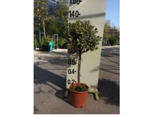 Κυπαρίσσι leylandii - Cupressocyparis leylandii