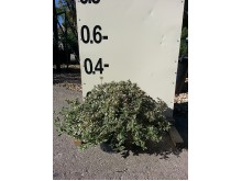 Αμπέλια variegata - Abelia variegata