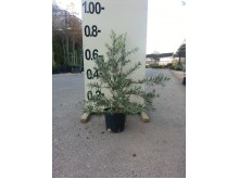 Ποτεντίλλα - Potentilla fruticosa