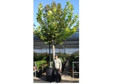 Πλάτανος καναδέζικος - Platanus acerifolia