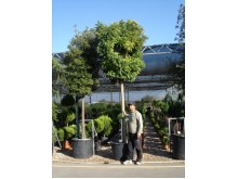 Ροβίνια umbraculifera - Robinia umbraculifera