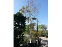 Σημύδα - Betula alba